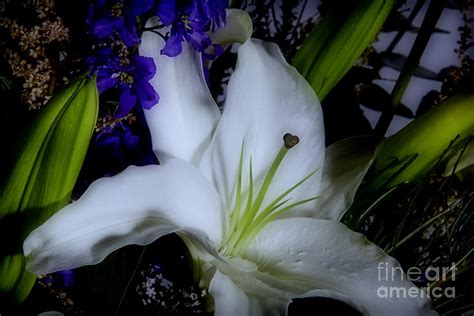 Midnight Lily Photograph By M K Miller