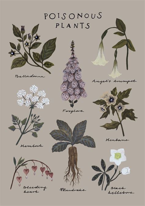 Poisonous Plants Print Botanical Chart Poster Etsy