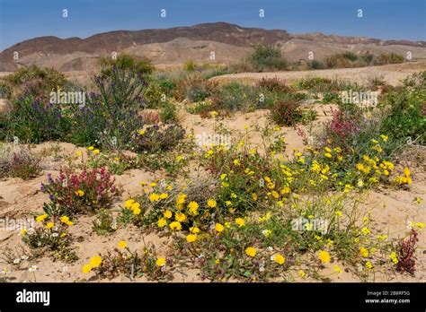 Flowers Desert Middle East Hi Res Stock Photography And Images Alamy