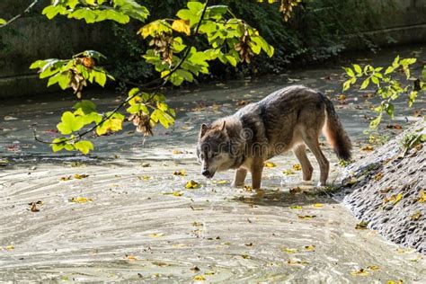 Europeo Grey Wolf Lupus De Canis En El Parque Zoolgico Imagen De