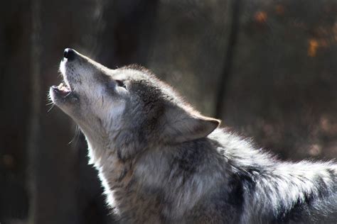 Wolves Howling Howling Wolf Fun Animals Wiki Videos Pictures Stories