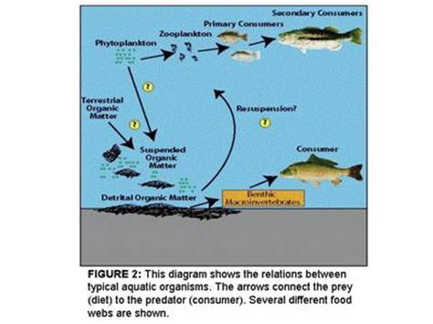 What is definition of trophic level in food chain. Food chain | Define Food chain at Dictionary.com