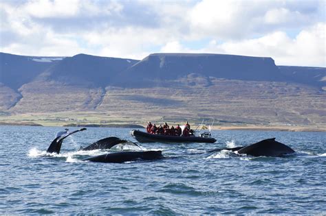 Express Whale Watching From Akureyri Iceland Highlights