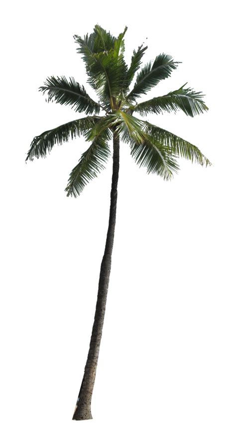 Coconut Tree Png Images Transparent Free Download Pngmart