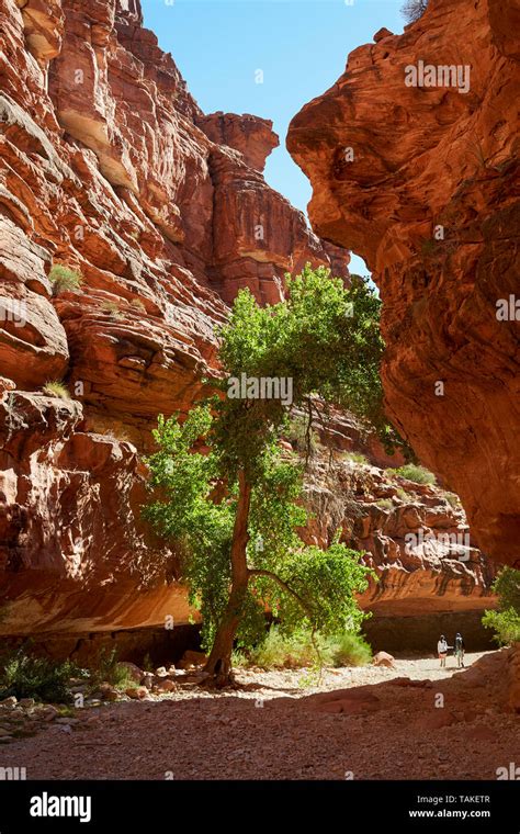 Tree Grows In Red Rock Canyon In Arizonas Havasupai On Reservation