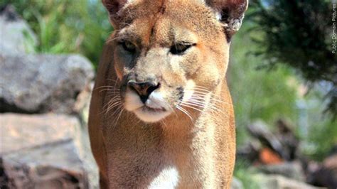 Second Nw Bend Cougar Sighting In Less Than A Week Prompts Police