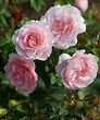 Rosa 'Duchesse de Brabant' "Shrub Rose" - Buy Online at Annie's Annuals