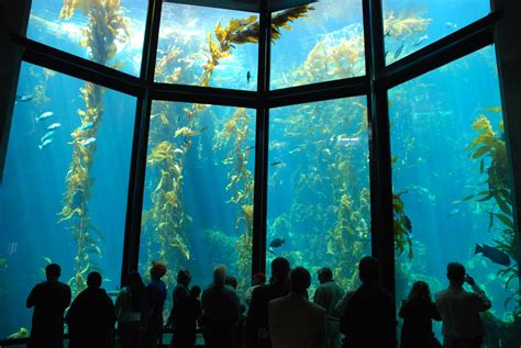Monterey Bay Aquarium A Hands On Experience For Kids Hubpages