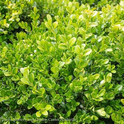 5 Buxus Micro Var Japonica Green Beautyboxwood Bates Nursery