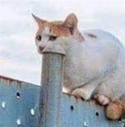 Cursed Cat Pole Cursedimages