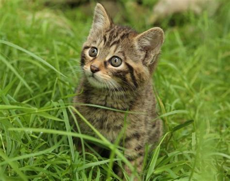 Rare Scottish Wildcat Kittens Born In The Highlands Metro News