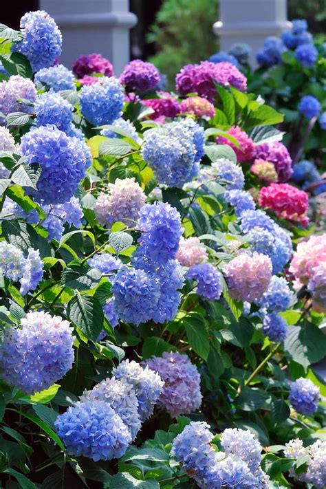 The Best Hydrangea Varieties For Home Landscaping Gardeners Path