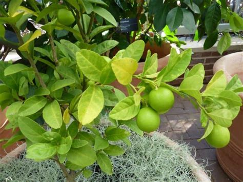 Lime Tree Care And Growing Guide Plantly