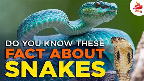 10 Amazing Facts Of Snakes 2020 सांपो की ऐसी जानकारियां जो सुनने