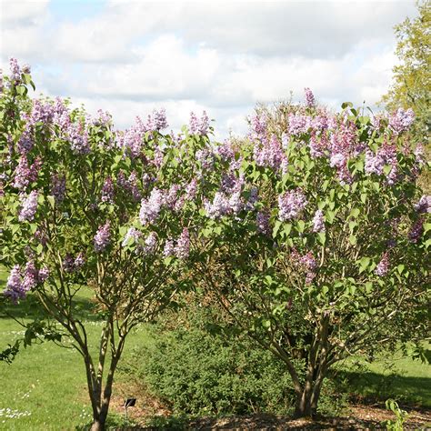 Buy Common Lilac Syringa Vulgaris Katherine Havemeyer Delivery By Crocus