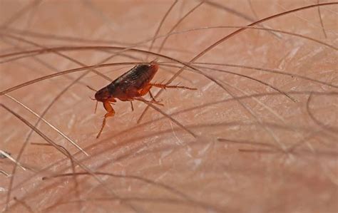 Blog Signs Of A Flea Infestation In Your St Charles Home