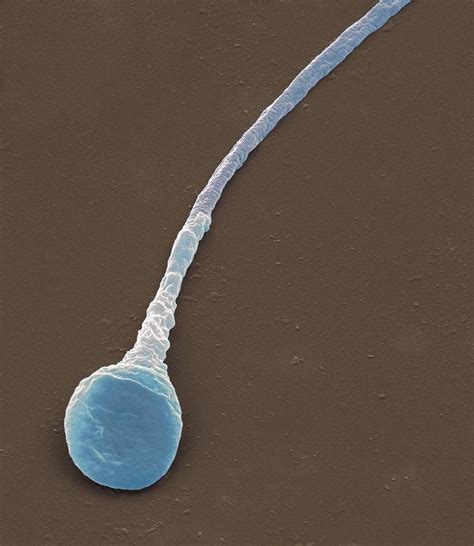 human sperm cell sem 5 photograph by steve gschmeissner pixels