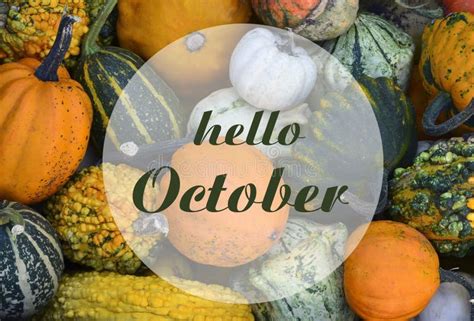Hello October Greeting Card With Colorful Pumpkinsautumn Harvest