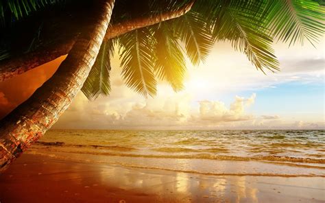 Beach Palm Trees Wallpapers 58 Images