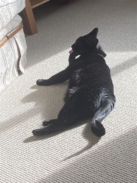 Binx - Central Alberta Humane Society