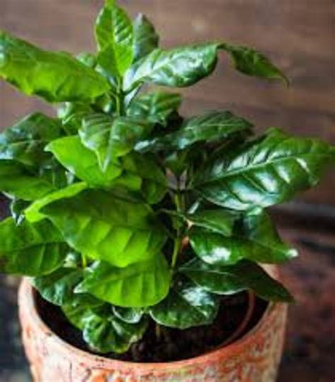 Coffee Plant Seeds Coffea Arabica Nana Perennial Etsy