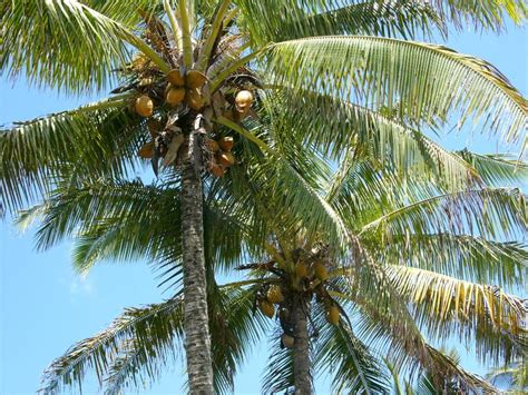 Hawaiian Coconut Trees