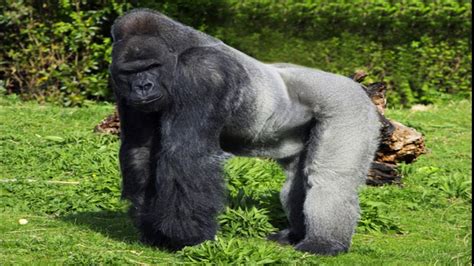 Gorillas Physical Characteristics Youtube