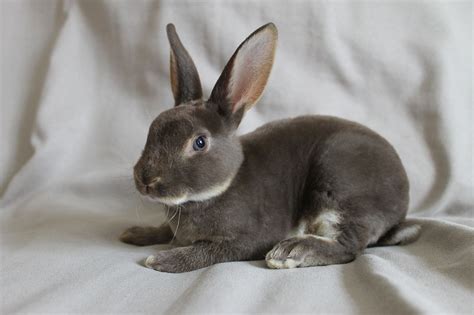 Mini Rex Rabbit Facts Personality And Care With Pictures