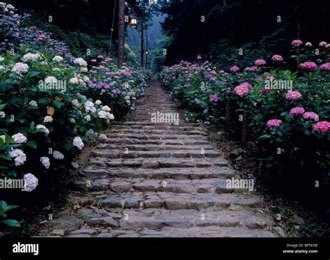 Hydrangea Japan Forest Hi Res Stock Photography And Images Alamy