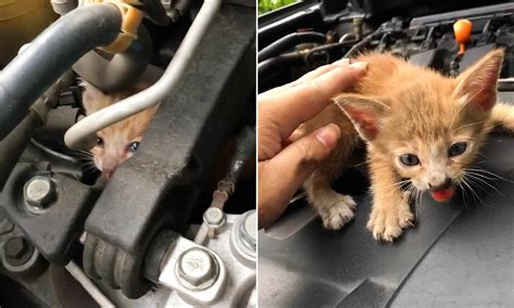The Lucky Cat Was Rescued Oᴜt Of Dапɡeг When In The Car Engine Of A Driver Driving On The Road