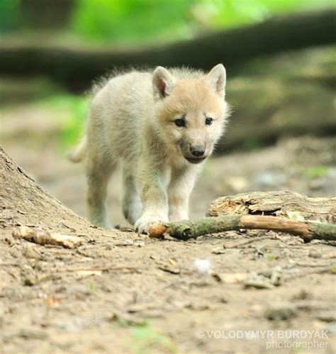 Arctic Wolf Pup Wolf Pup Cute Animals Puppies Cute Animals