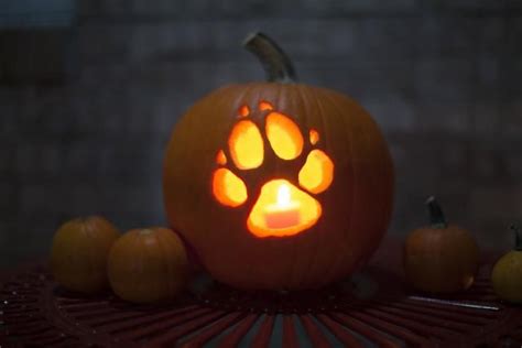 11 Creative Pumpkins Carved To Look Like Wildlife Cottage Life