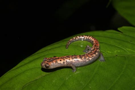 Mexican Mushroomtongue Salamander From Calakmul Camp México On