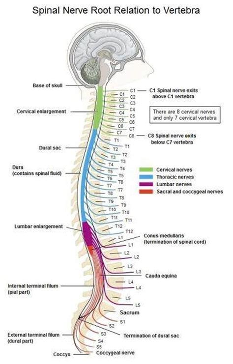 Function Of Coccygeal Nerve Coccyx Bone Anatomy Tailbone Pain