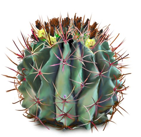 Cactus Flower Png Cactus Flower Png Transparent Free For Download On
