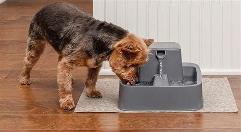 The 4 Best Dog Water Fountains