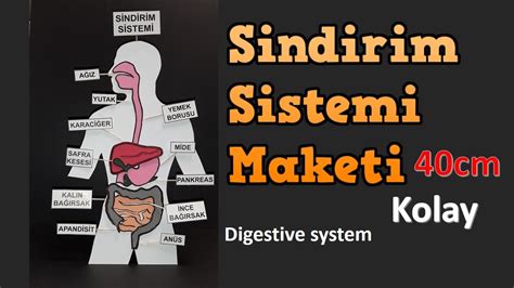 Sindirim Sistemi Maketi Cm Digestive System Model YouTube