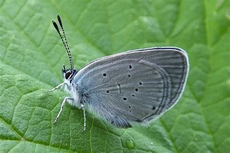 Small Blue Dorset Butterflies