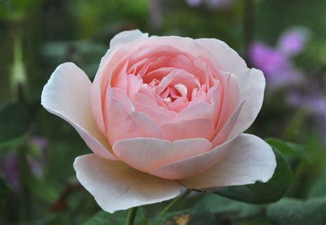 Rosa Heritage Flower Of Delicate Shell Like Beauty With A Lovely
