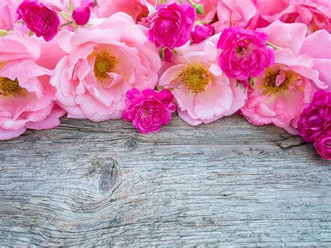 Fondos De Pantalla Rosas Muchas Rosa Color Flores Descargar Imagenes
