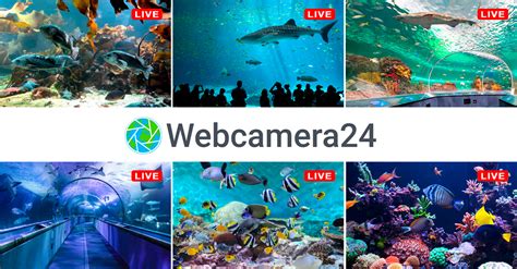 Live Webcams Aquariums Watch Online ️ Webcamera24