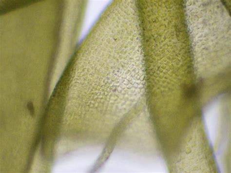 Ulva Prolifera Thread Or Tape Weed Green Seaweed Images