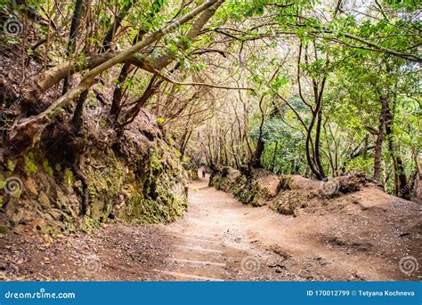 Anaga Rural Park Ancient Rain Forest On Tenerife Canary Islands