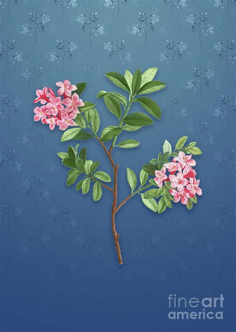 Vintage Hairy Alpenrose Botanical Art On Bahama Blue Pattern N2470 Mixed Media By Holy Rock
