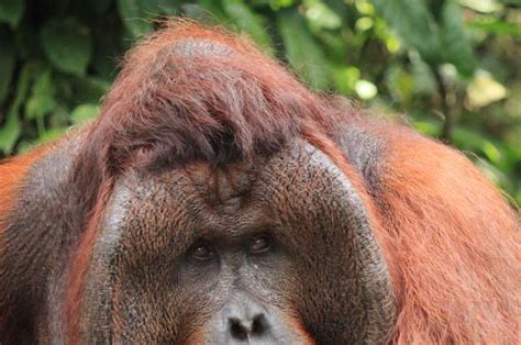 Orangutan Females Prefer Dominant Cheek Padded Males