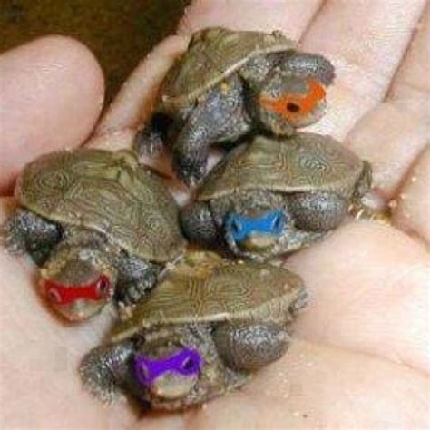 Ninja Turtles Cute Turtles Cute Animals Funny Animal Pictures