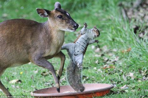 A man from sydney's northern beaches has been fined $1320 for allegedly allowing his dog to attack. Savage squirrel grapples with deer and wrestles a pheasant ...