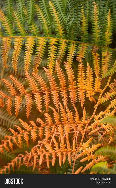 Autumn Fern Frond Image And Photo Free Trial Bigstock