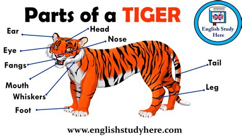 Parts Of A Tiger Vocabulary English Study Here