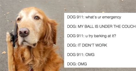 Ever Imagined What Would Happen If A Dog Called 911 This Guy Did